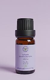 LAVANTA (Lavandula angustifolia)