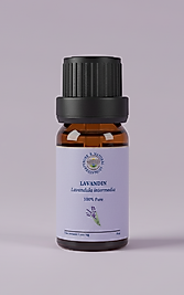 LAVANDIN - MELEZ LAVANTA (Lavandula intermedia)