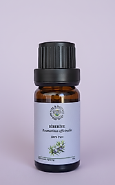 BİBERİYE (Rosmarinus officinalis)